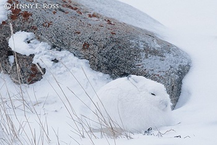 Un conejo en la nieve por la fotógrafa de naturaleza y vida silvestre Jenny E. Ross