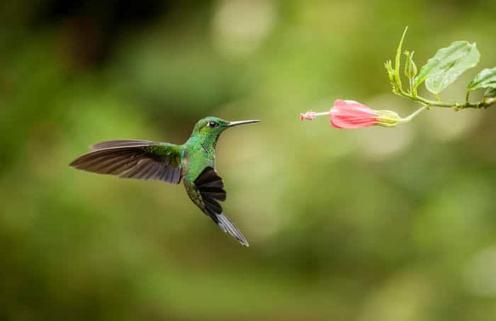 Fotografía de vida silvestre de un colibrí con velocidad de obturación rápida