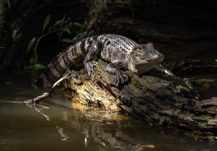 Un caimán en los pantanos de Luisiana