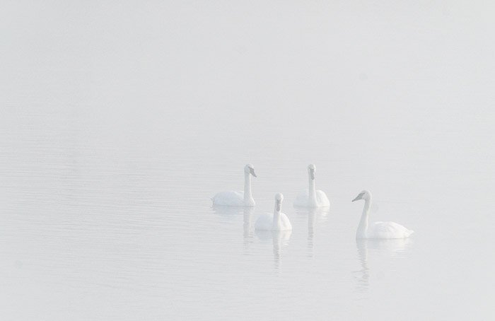 Imagen efímera de cisnes en un lago