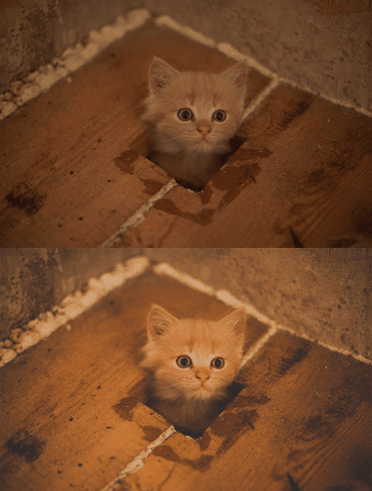 Una foto díptico de un gatito de mermelada, antes y después de aplicar un look de fotografía cinematográfica en Lightroom