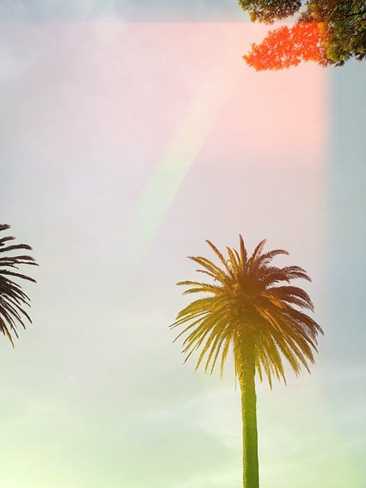 Foto de estilo de fotografía fílmica de una palmera con fugas de luz.
