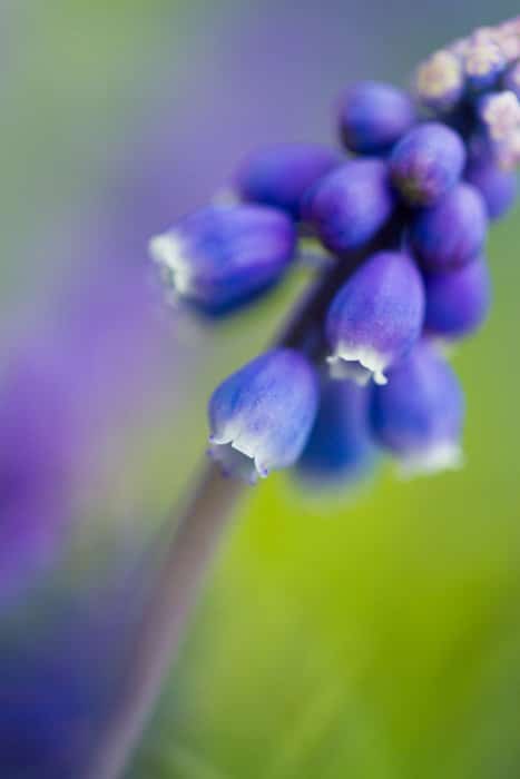 Fotografías macro de bellas artes de enfoque suave de una flor de jacinto