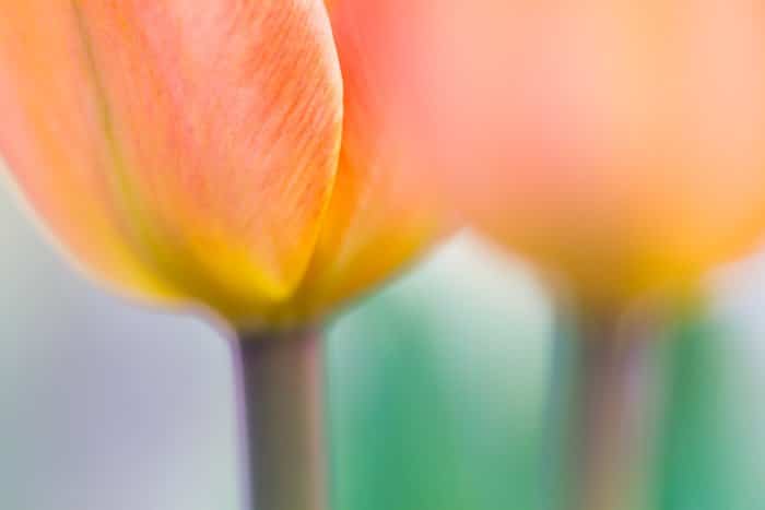 Fotografías macro de bellas artes de enfoque suave de tulipanes