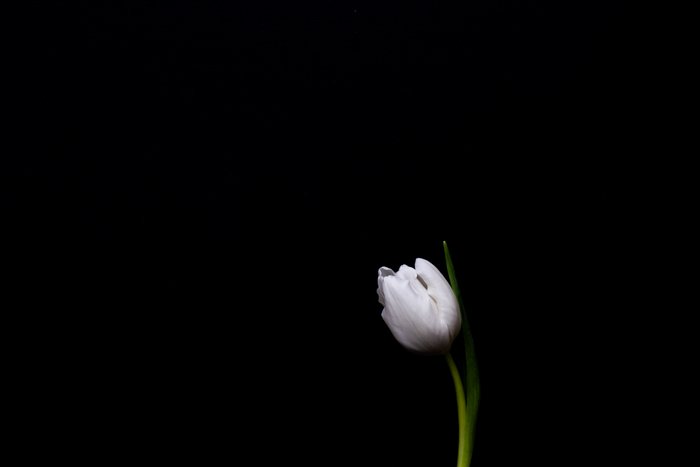 Fotografías macro de bellas artes de enfoque suave de una flor