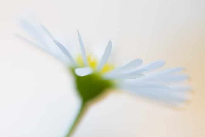 Fotografías macro de bellas artes de enfoque suave de una flor