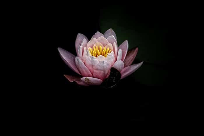 Fotografía atmosférica de una flor rosa sobre un fondo negro: errores de fotografía artística