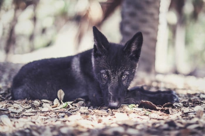 Retrato de un lobo negro como perro sentado al aire libre 