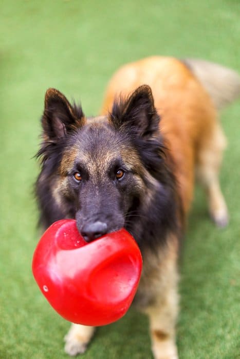 Un gran perro marrón y negro parado en la hierba con una bola roja en la boca: errores de edición de fotos que se deben evitar