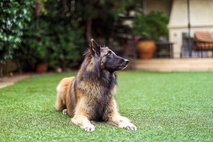 Un gran perro marrón y negro tirado en la hierba
