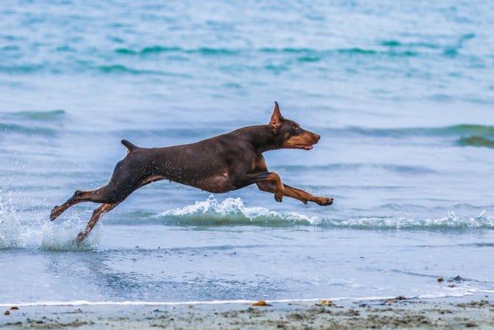 Un gran perro marrón y negro corriendo por la playa: errores de edición de fotos que se deben evitar