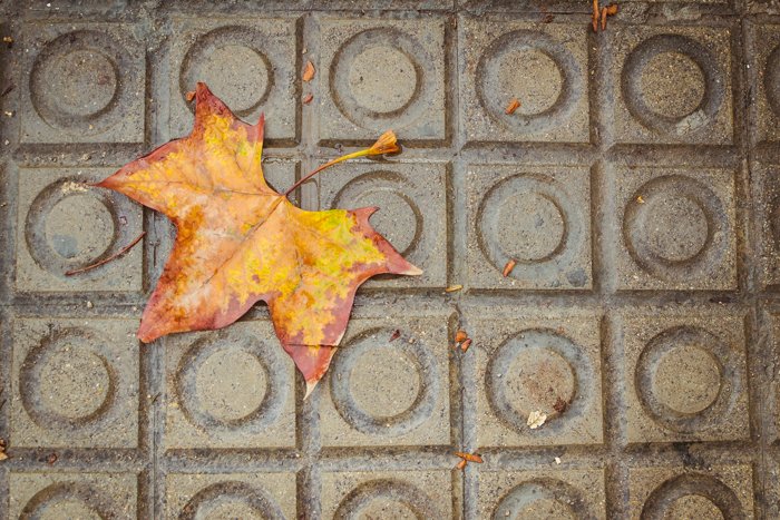 Fotografía cenital de una licencia de otoño en un camino de piedra