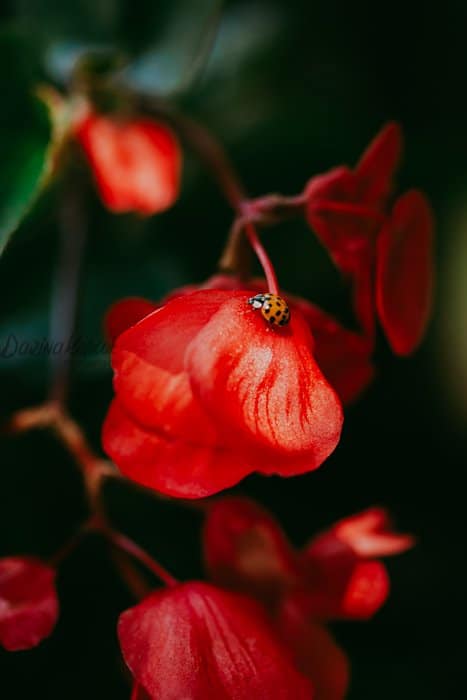 Fotografía macra de una flor roja con una mariquita en ella