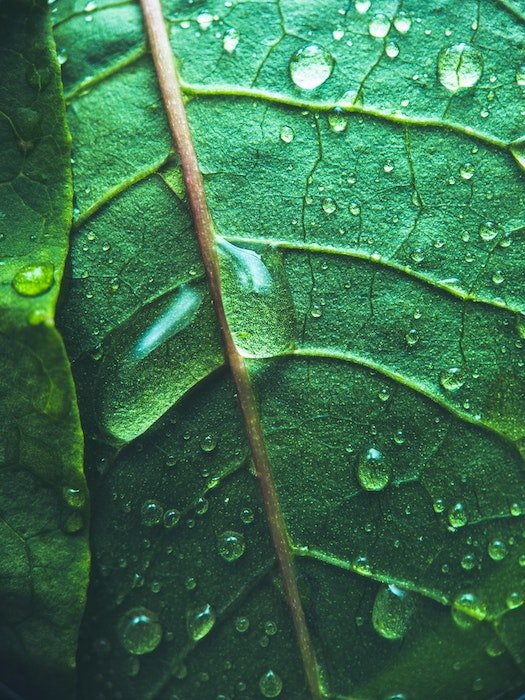 Fotografía macro de una hoja verde con gotas de lluvia sobre ella