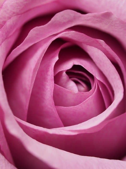 Fotografía macro de una rosa rosa