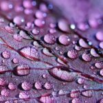 Foto macro una hoja lpurple con gotas de lluvia