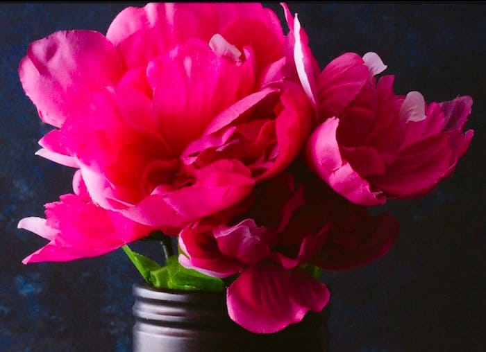 Fotografía de bodegones de flores rosas de tela