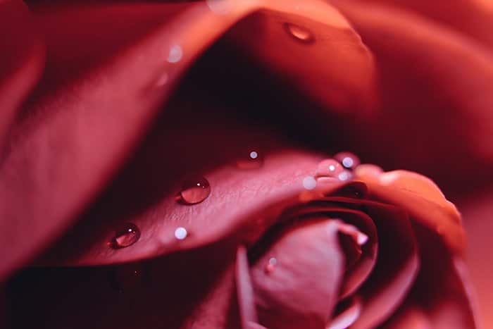 Una foto de cerca de gotas de agua en una rosa roja - forma en fotografía