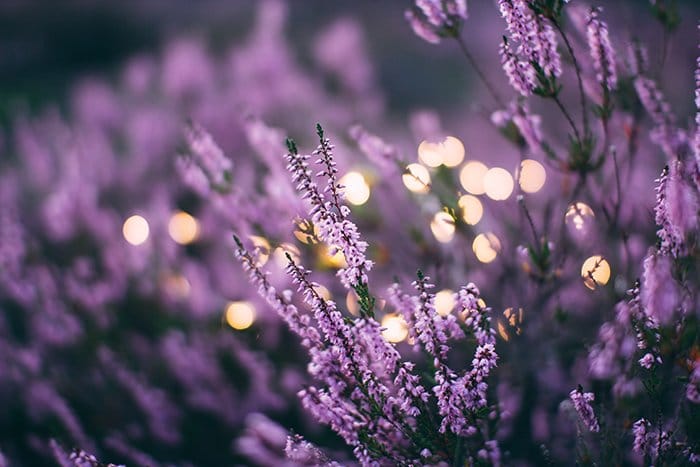 Hermosa foto de brezo púrpura que crece al aire libre - forma en fotografía 