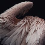 Una foto abstracta de plumas de pelícano rosa - forma en fotografía