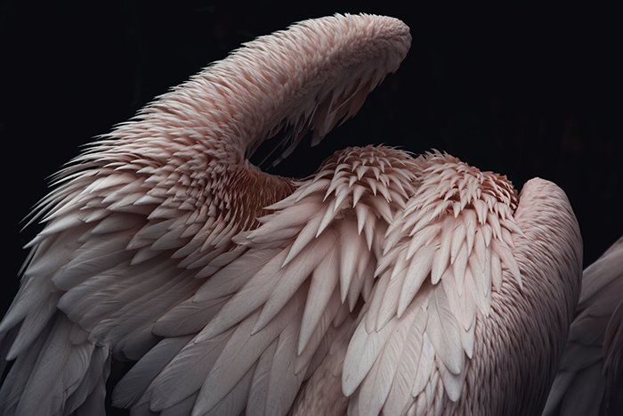 Una foto abstracta de plumas de pelícano rosa - forma en fotografía