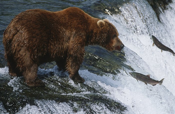 un oso pardo parado sobre una cascada con peces saltando fuera del agua, congelado en acción