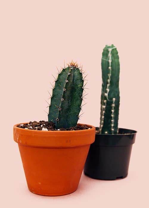 dos cactus en macetas conversando - divertidos consejos de fotografía