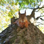 Una foto chistosa de una ardilla en un árbol - fotos divertidas de animales