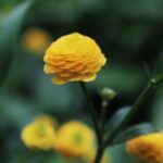 una imagen de una flor amarilla con un fondo borroso gaussiano