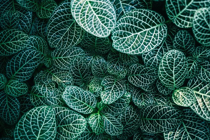 Vista aérea de hojas estampadas que forman formas geométricas en la naturaleza