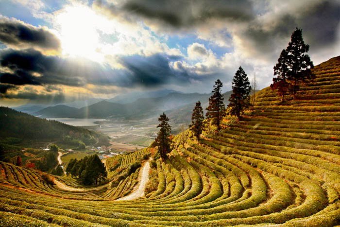 Campos de té en asia - fotografía de viaje