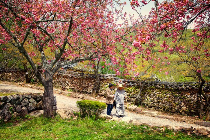 Una pareja de ancianos detrás de los cerezos en flor - fotografía de viajes