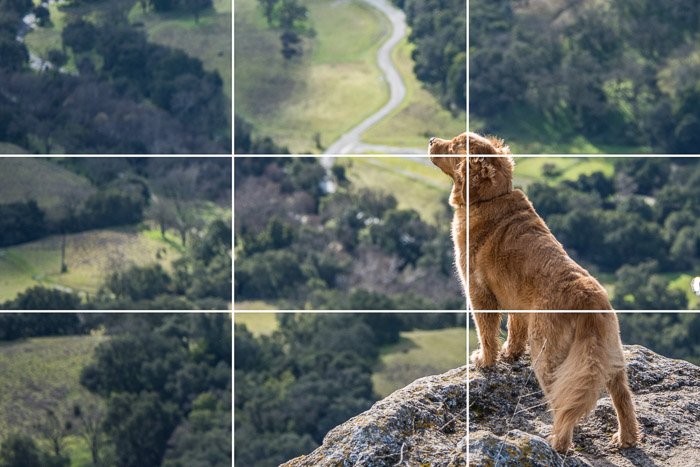 Fotografía majestuosa de un perro Golden Retriever parado en el borde de un acantilado con la cuadrícula de composición de la regla de los tercios superpuesta