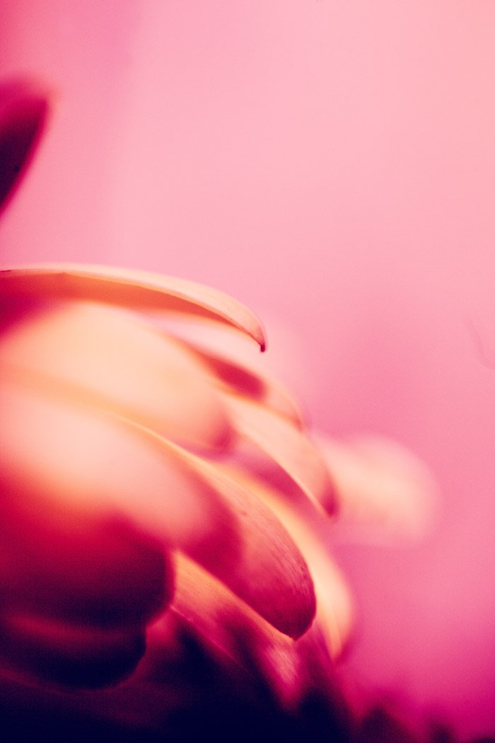 Fotografía abstracta macro atmosférica de pétalos de flores sobre un fondo rosa
