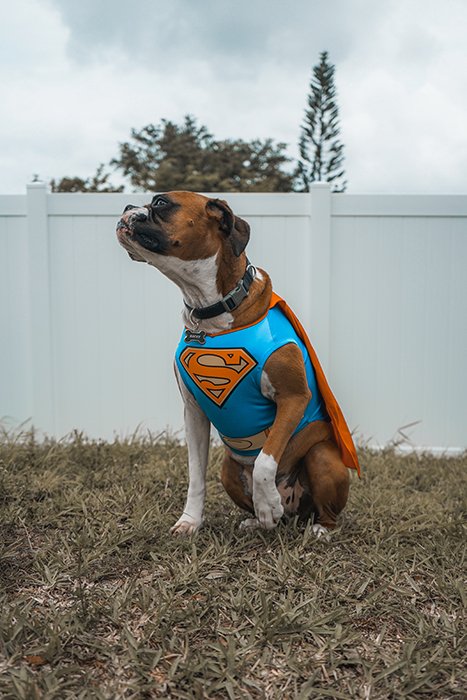 Un lindo perro vestido con un disfraz de Superman.