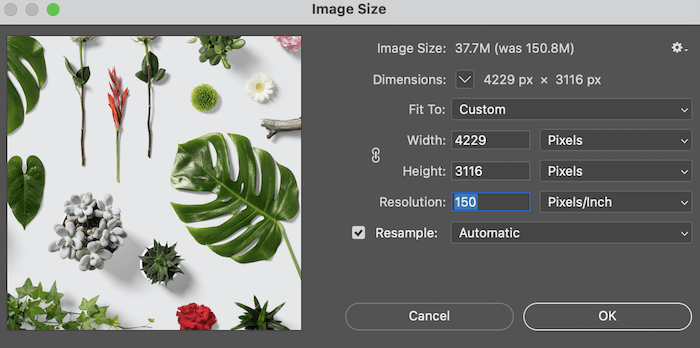 Cuadro de tamaño de imagen en Lightroom que muestra la resolución de la foto de las hojas