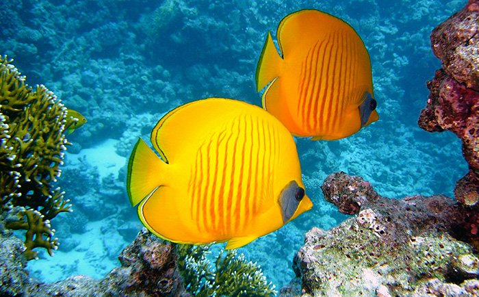 una hermosa imagen de peces amarillos bajo el agua