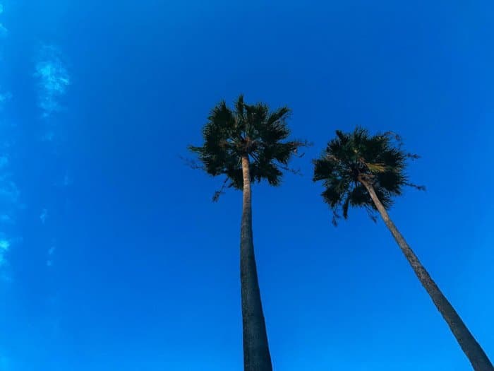 Una impresionante foto HDR iPhone de palmeras