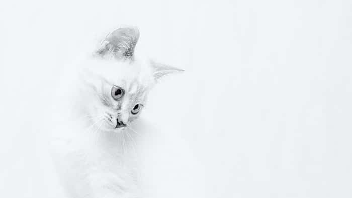 Un retrato de un gato blanco contra el fondo blanco.