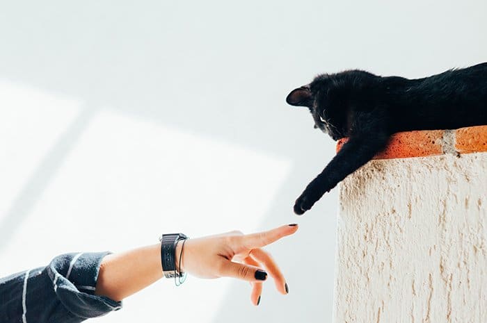 Una mano de mujer tocando una pata de gatitos negros