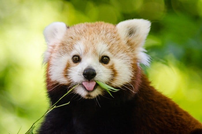 foto de primer plano de un panda rojo