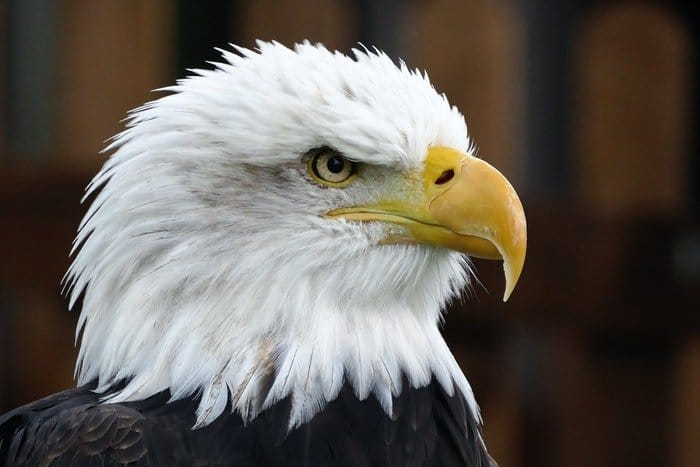 foto de primer plano de un águila