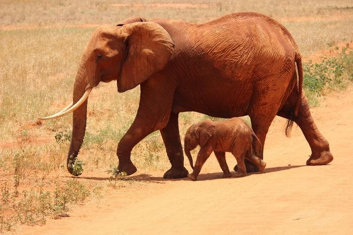 foto de la vida silvestre de los elefantes