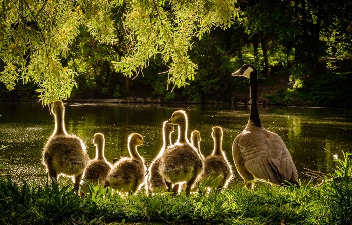 foto de una familia de patos junto a un lago