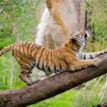 foto de un tigre trepando a un arbol