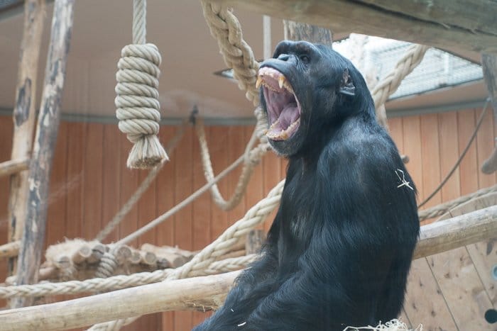 Un gorila bostezando detrás de un cristal en un zoológico de Bélgica.