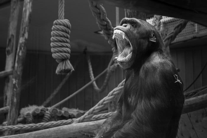 Desenfoca el fondo en Lightroom: imagen en blanco y negro de un gorila con un fondo que distrae