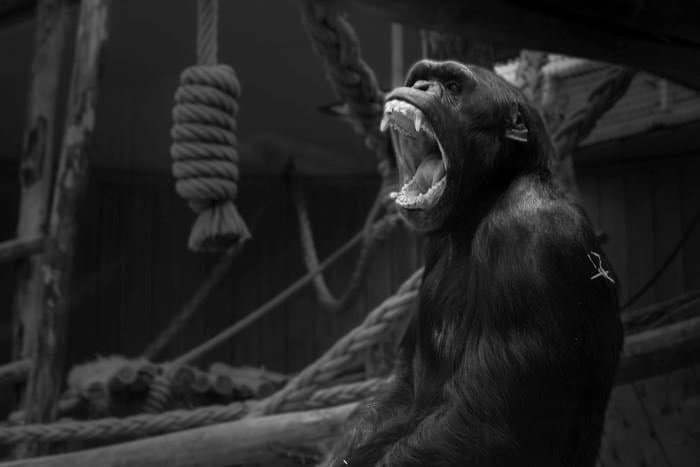 Desenfoca el fondo en Lightroom: versión final de la imagen del gorila en el zoológico, editada en Lightroom