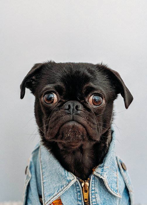 lindo retrato creativo de un perro pug negro con chaqueta vaquera y mirando hacia la cámara