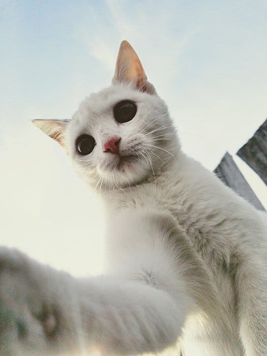 usando un teléfono inteligente para retratos de mascotas - primer plano de un gato blanco mirando hacia abajo y tocando la pantalla con la pata